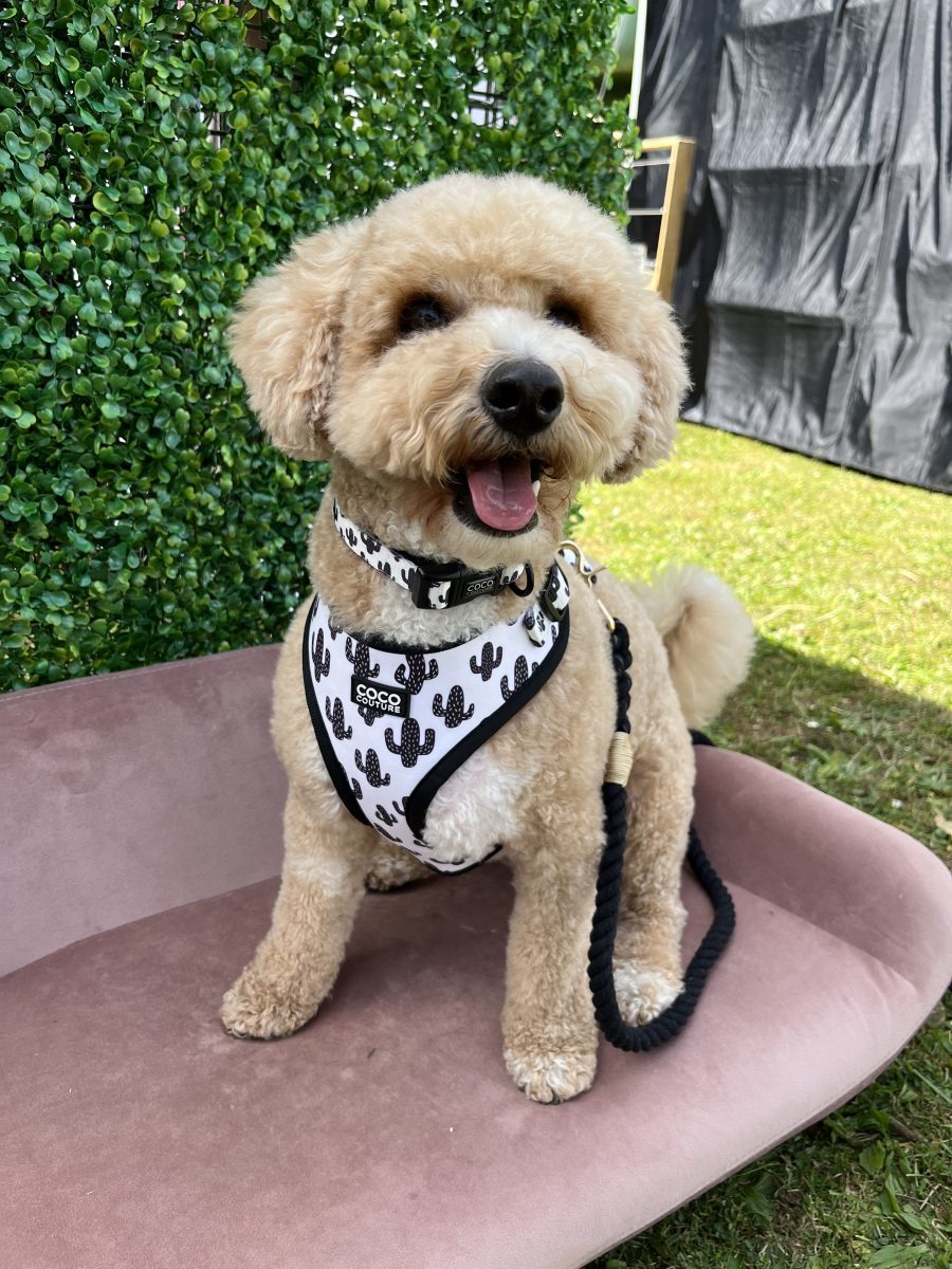 Prickly Paws Adjustable Dog Harness – by Coco Couture - PawsLoft