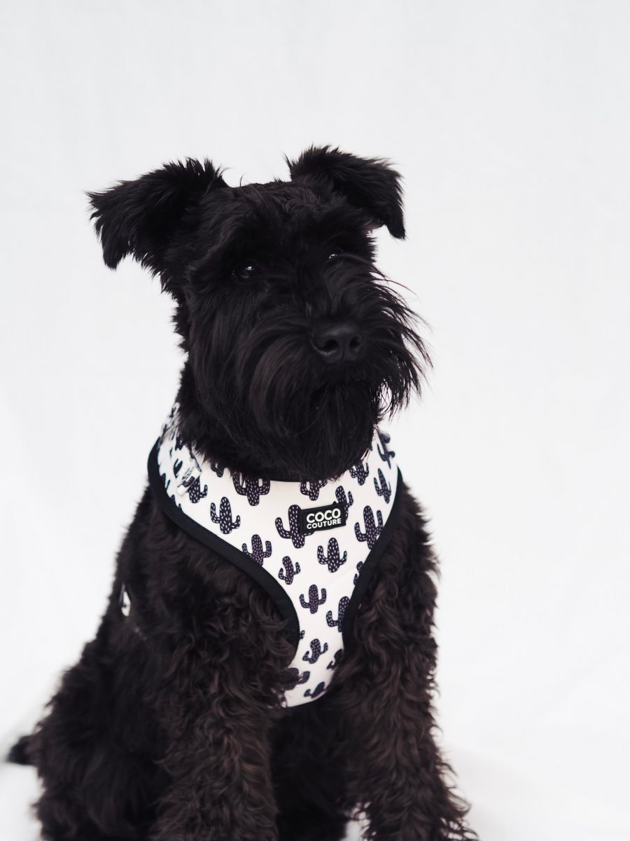 Prickly Paws Adjustable Dog Harness – by Coco Couture - PawsLoft