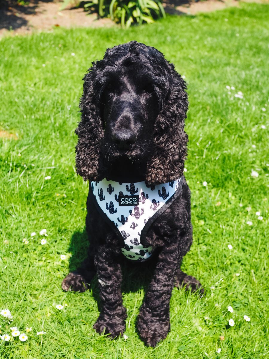 Prickly Paws Adjustable Dog Harness – by Coco Couture - PawsLoft