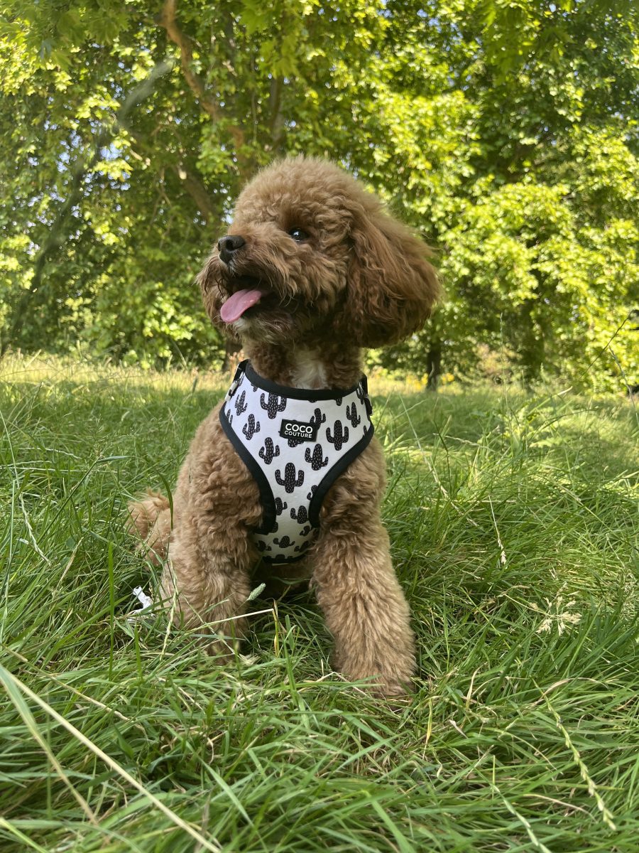 Prickly Paws Adjustable Dog Harness – by Coco Couture - PawsLoft