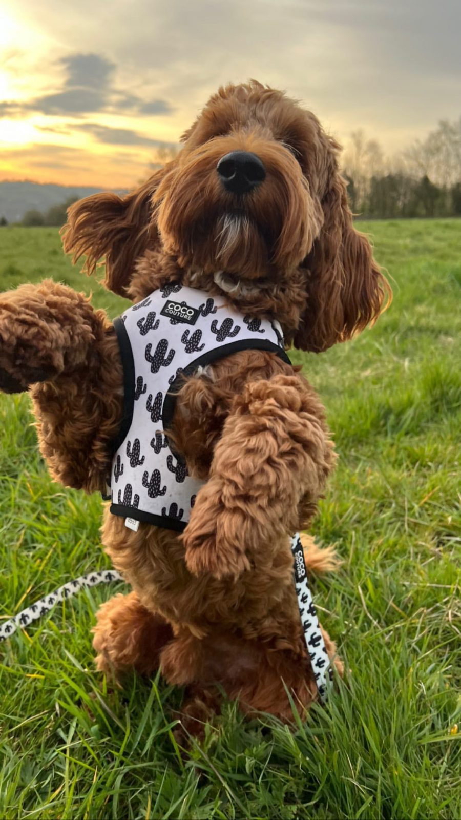 Prickly Paws Adjustable Dog Harness – by Coco Couture - PawsLoft