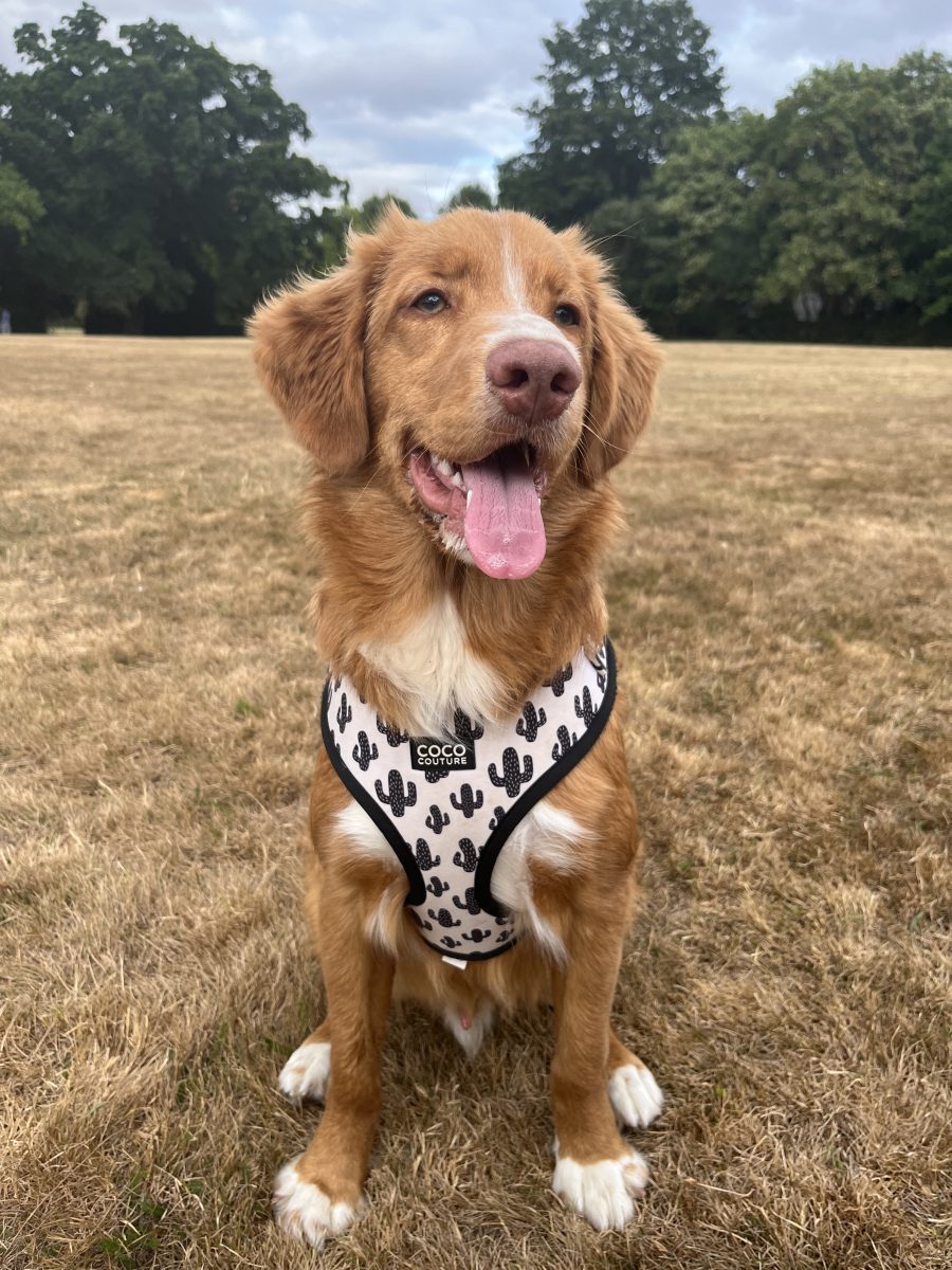 Prickly Paws Adjustable Dog Harness – by Coco Couture - PawsLoft