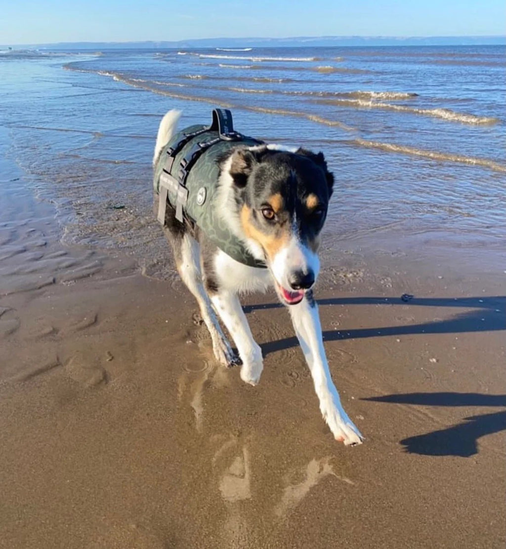 Ursa Major Dog Float by Wander and Woof - PawsLoft