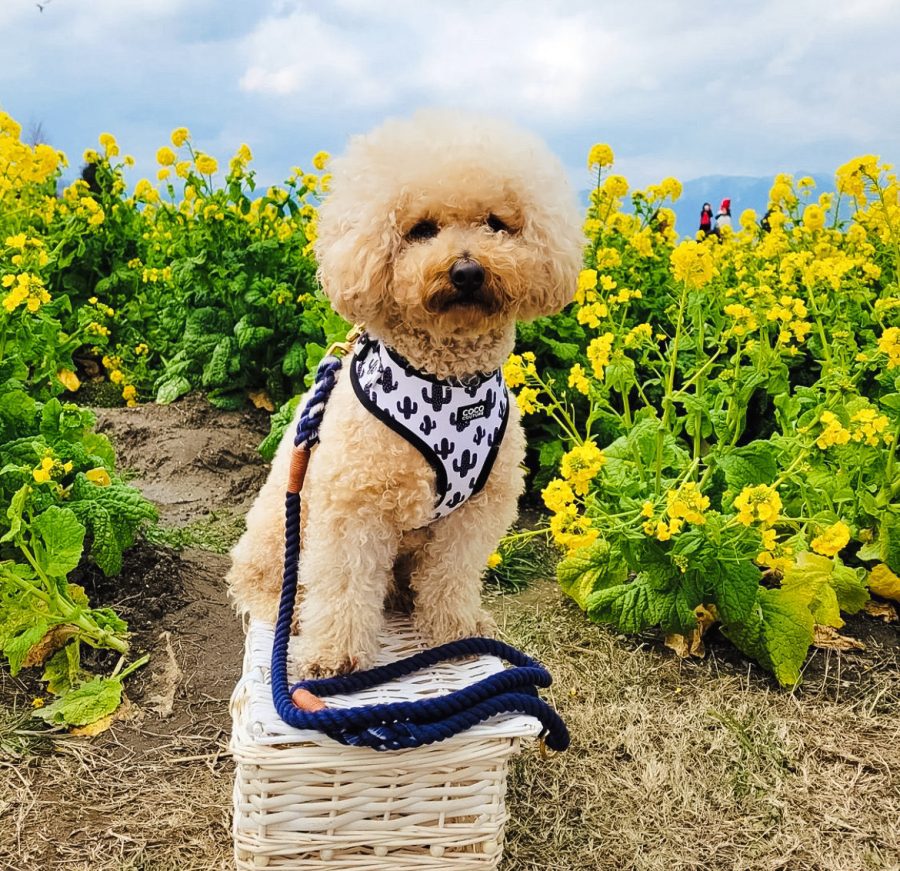 Prickly Paws Adjustable Dog Harness – by Coco Couture - PawsLoft