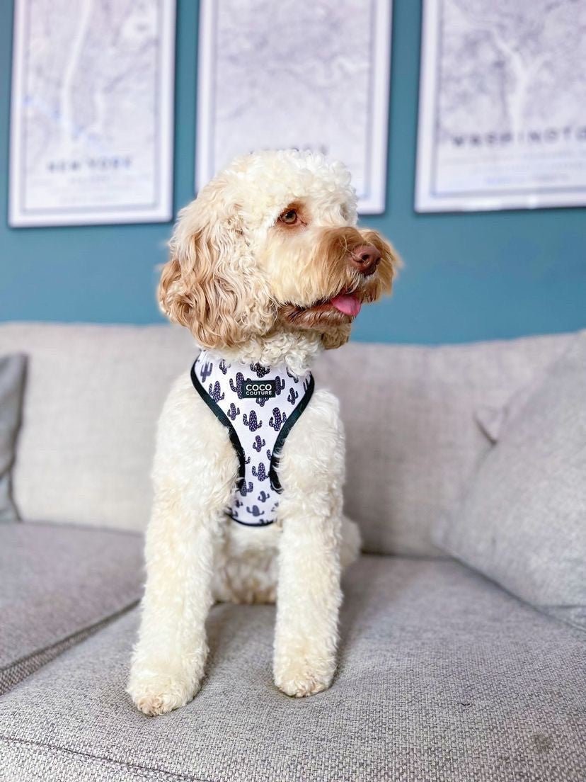 Prickly Paws Adjustable Dog Harness – by Coco Couture - PawsLoft