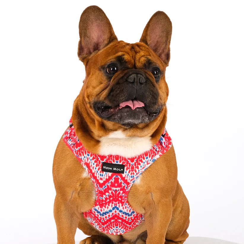 The Tod Mesh Dog Harnesss - by Neon Moon Pet Boutique - PawsLoft