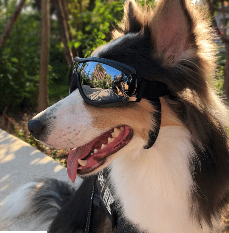 Pet glasses dog supplies goggles waterproof windproof sunscreen UV dog glasses - PawsLoft