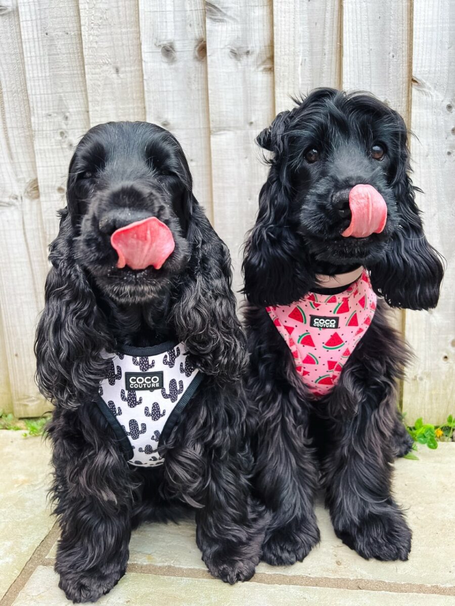 Prickly Paws Adjustable Dog Harness – by Coco Couture - PawsLoft