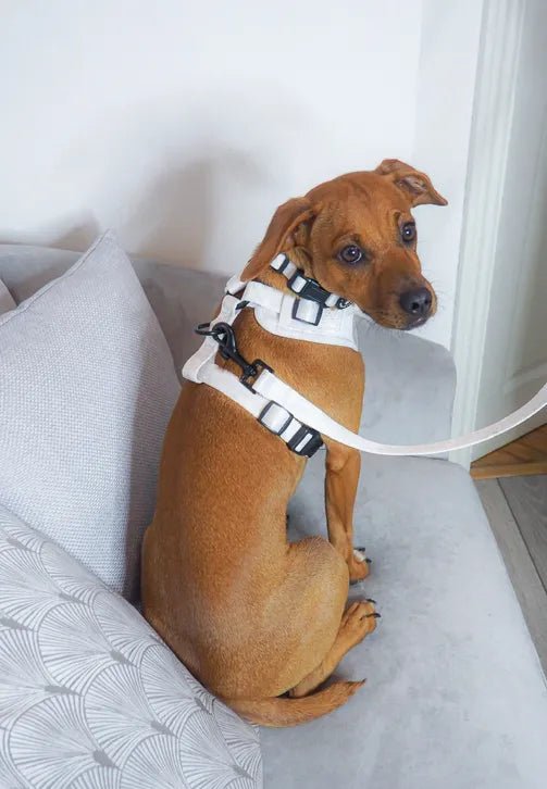 ALASKA Adjustable Harness by Wolfie + Me - PawsLoft