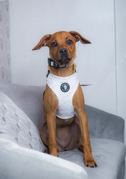 ALASKA Adjustable Harness by Wolfie + Me - PawsLoft